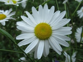 小清新雏菊花微距图片